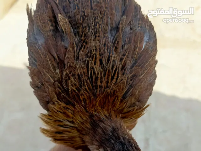 متاح فراريج كويتيات فريات. دجاجتين و ديج أقره الوصف