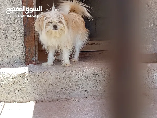 نوع الحيوان هو كلب اثنى الاسم لوسي