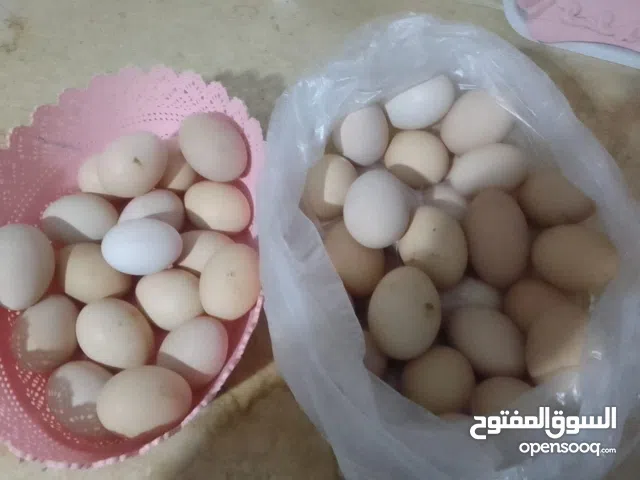 بيض سايكس طوق حجم ربي يبارك تخصيب مطمون تلقيط يومي