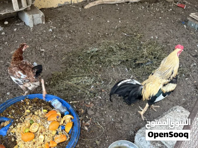 دجاج زوج انتاج للبيض وفوق التمام
