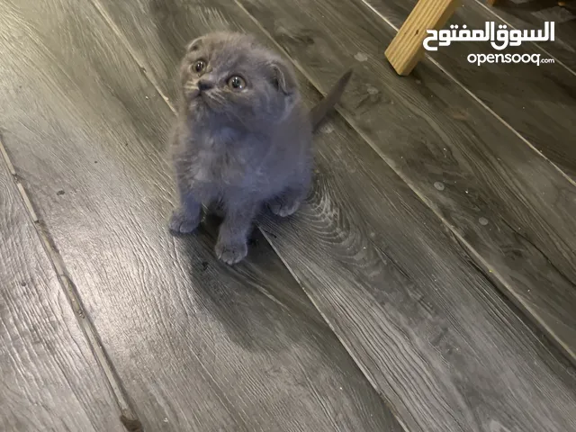 Scottishfold kitten Scottish fold cat