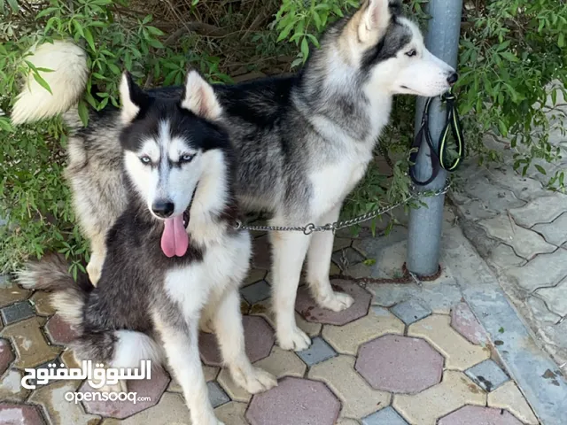 هاسكي ( اثنى / ذكر )