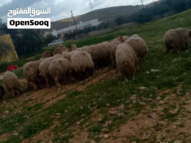 ذبائح بلدي عقاىق نذر مناسبات أضاحي
