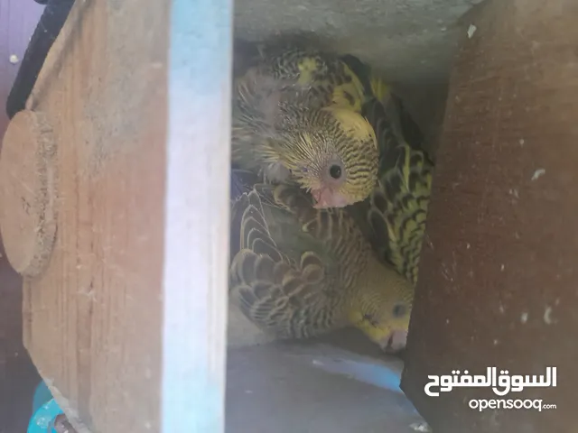 عصافير باندا انتاج ماشاء الله تحتها 3فروخ