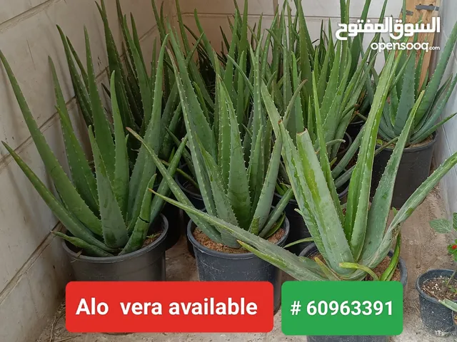 best plants available