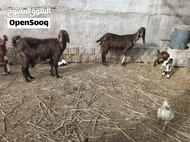 صخول العدد 5 مطافيل 4 وحده مضرع  شرط الصحات