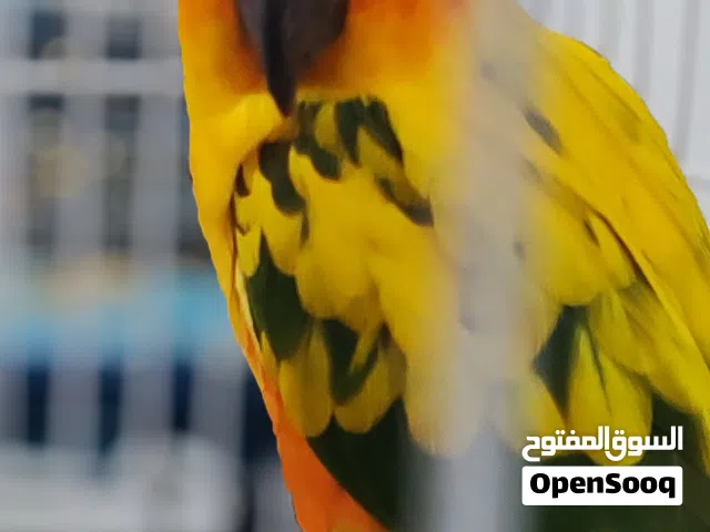 ببغاء صن كنيور أليف هدد