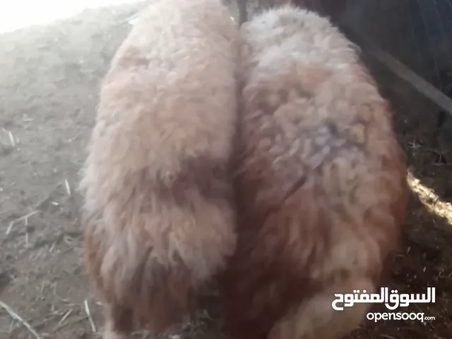 تيس كفاله هداد ولحم ماشاءالله تبارك وثنيه ثلاث حبات حليب ولحم