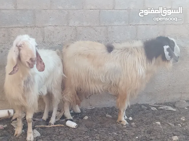 فحوله ثنين نخب اول كفالة هداد