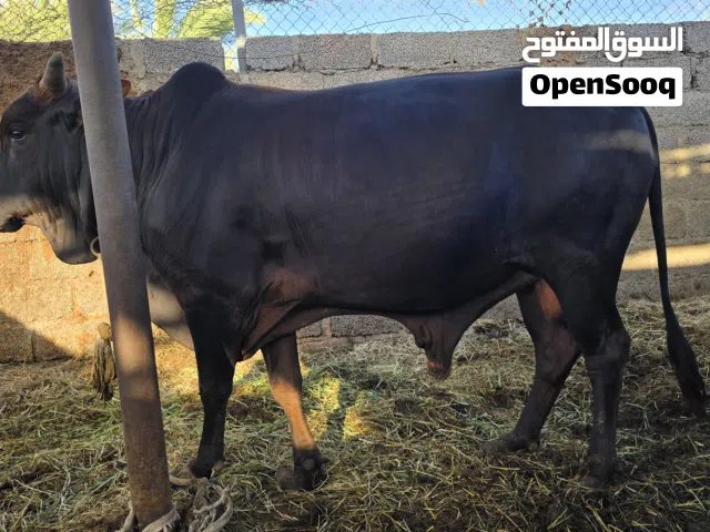 ثور عماني للبيع