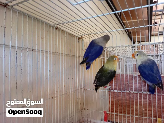 كوبية فيشر تحتها فرخ