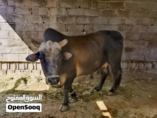 ثور محلي مطعوم طعام دار متروس لحم