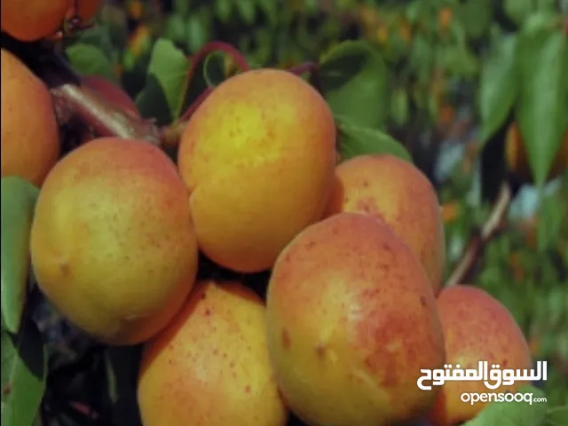"مشمش أذربيجان"ایران