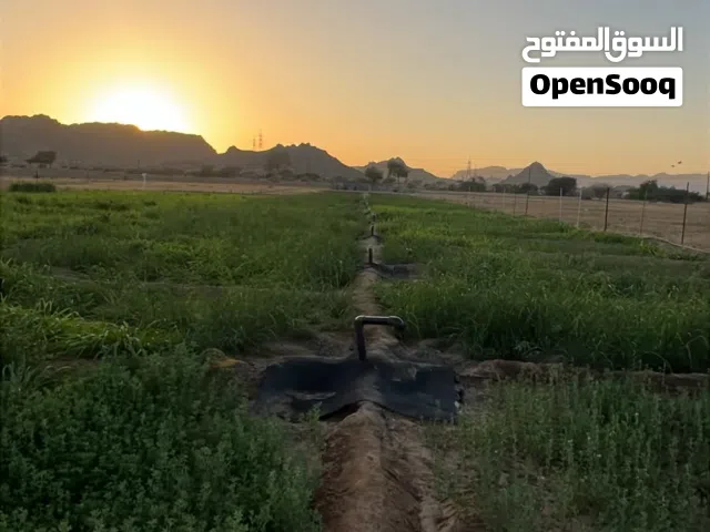 Farm Land for Sale in Buraimi Mahdah