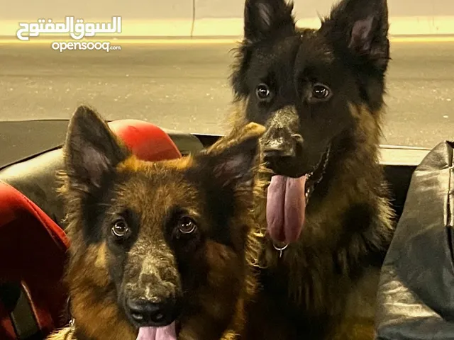 زوج جيرمن شولاين German Shepherd showline long hair couple high quality
