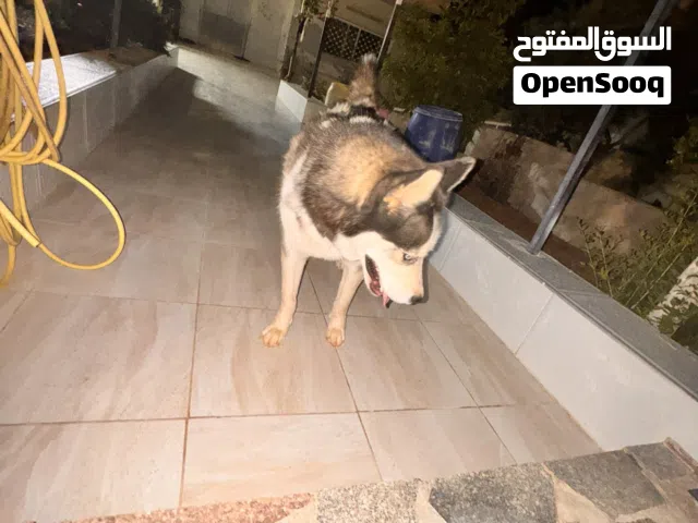 كلب هاسكي سيبيري بيتي مدرب ومطعم بعمر سنتين لون اسود وابيض ( ذكر )  للبيع على 80 والشرا ما بقصر معو