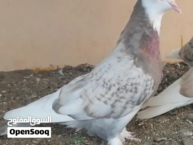 حمام ايراني قلاب الوان جميله ومستوى قوي