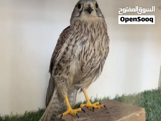 للبيع نثيه شرياص السعر 8 دينار و قابل للبدل
