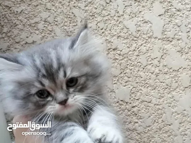 نوع بيريش تخبل سعر 65 نثيه