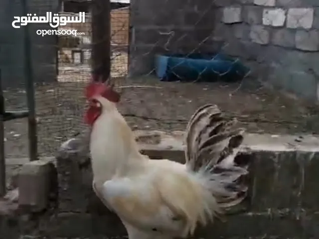 ديك فرنسي اللون ابيض