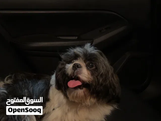 شيتزو انثى مستوى ممتاز بيعه مستعجله مطعمه ودفتر التطعيم موجود