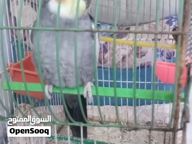 كوكتيل فحل