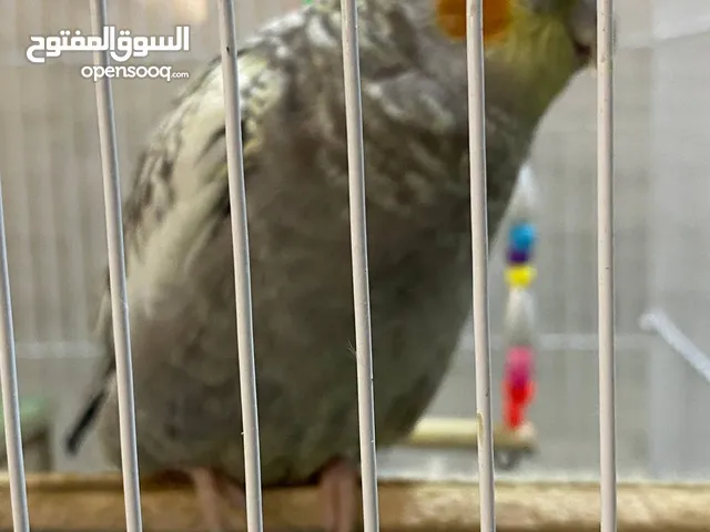 زوجين كوكتيل