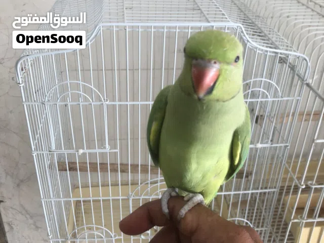 ذكر دره اخضراليف ويتكلم 60 قابل الوصف مهم