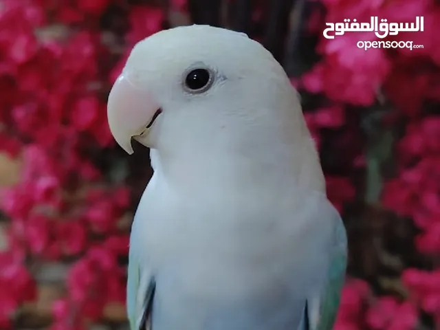 للبيع ببغاء الروز أليف لعوب