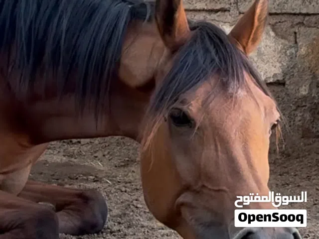 فرس عربية سلالة جمال