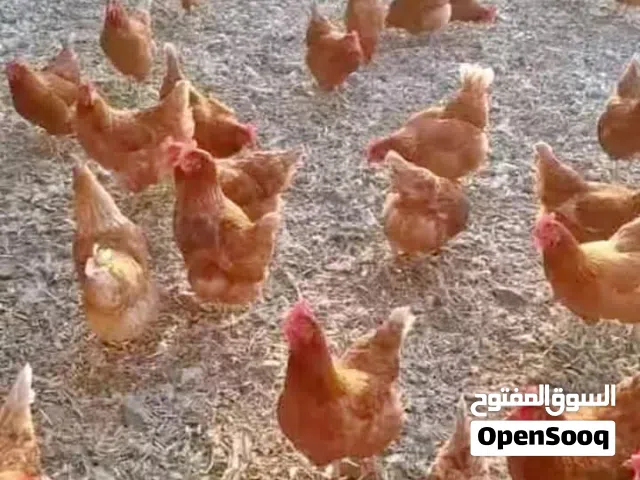 جاج براون الاحمر