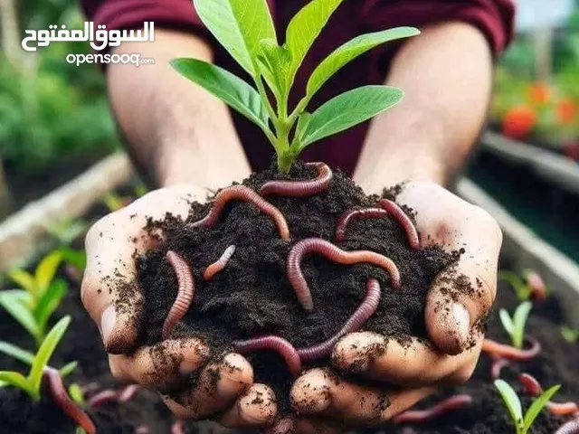 سماد الدود الفيرمي كمبوست سمد اشجارك صيفا وشتاء