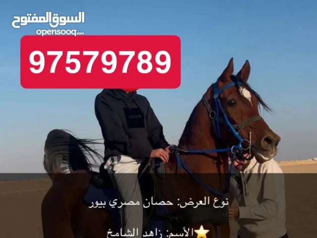 للبيع حصان مصري شرط السلم الحصان طيب وحار وسبوق حاده220