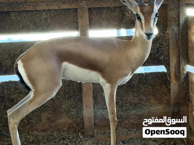 غزال .. ريم