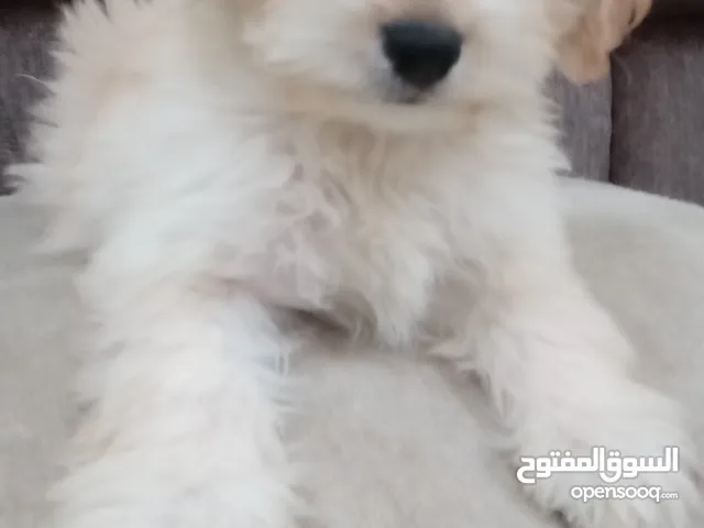 Maltese puppy