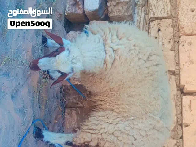 فطيمه للبيع اقراء الوصف