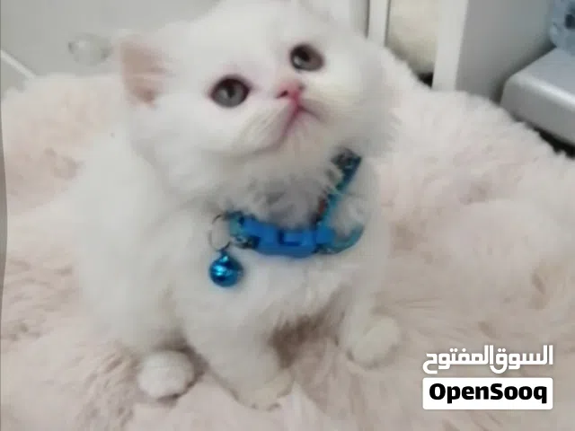 كيتنز شيرازي ذكر وانثى