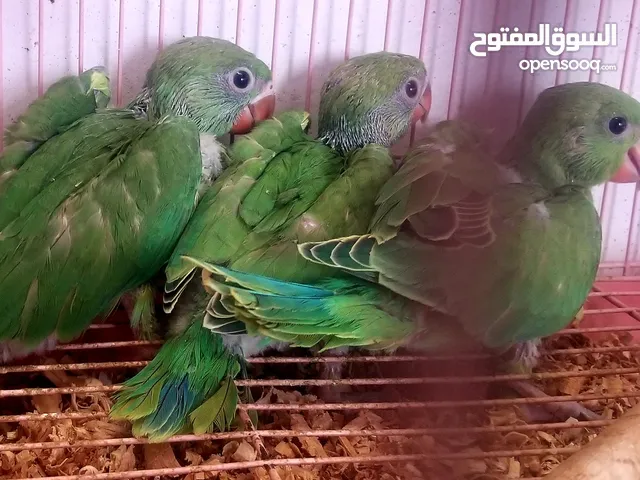افراخ دره هندي اليف