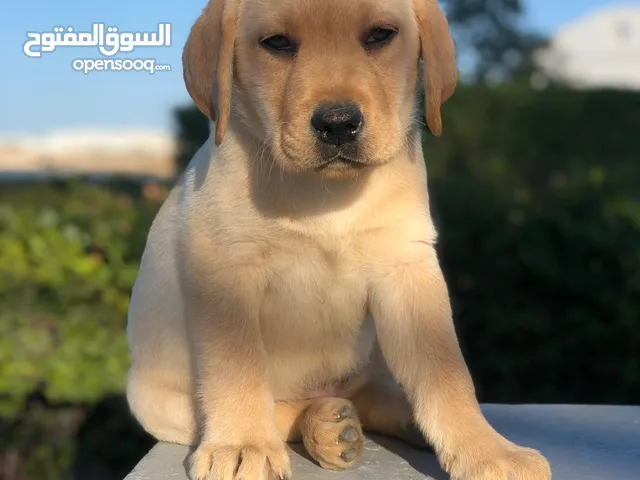 للبيع جرو لابردود مستوى ممتاز