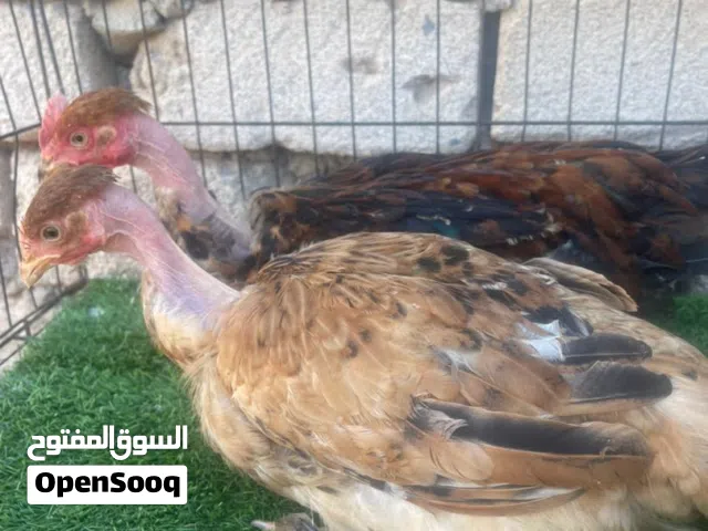 ادكرو الله كوبيه فرنساوي زهريات