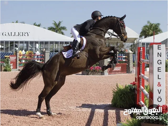 تعلم ركوب الخيل