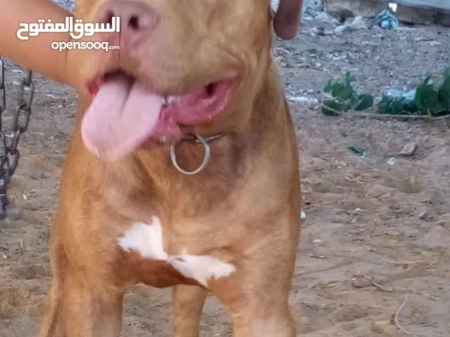 سوق الجمعة
