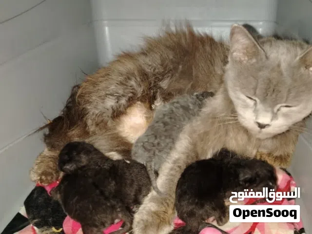 للتمني شيرازي