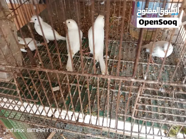 للبيع طيور كناري لون ابيض نقي وصافي  احجام مميزه