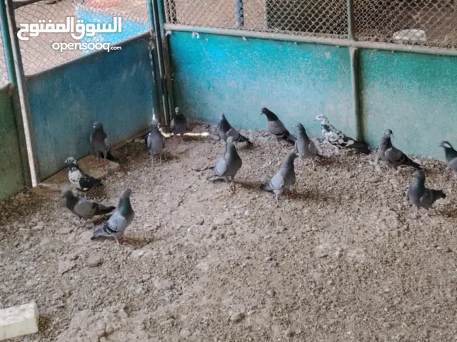 حممم للبيع 20 درهم،