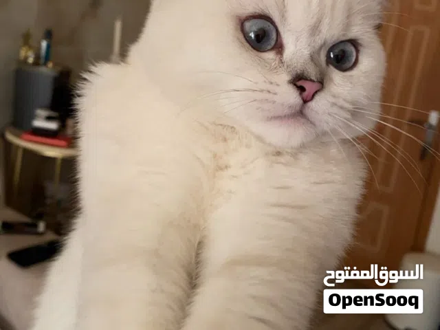 للبيع ذكر British Shorthair طالب تزاوج