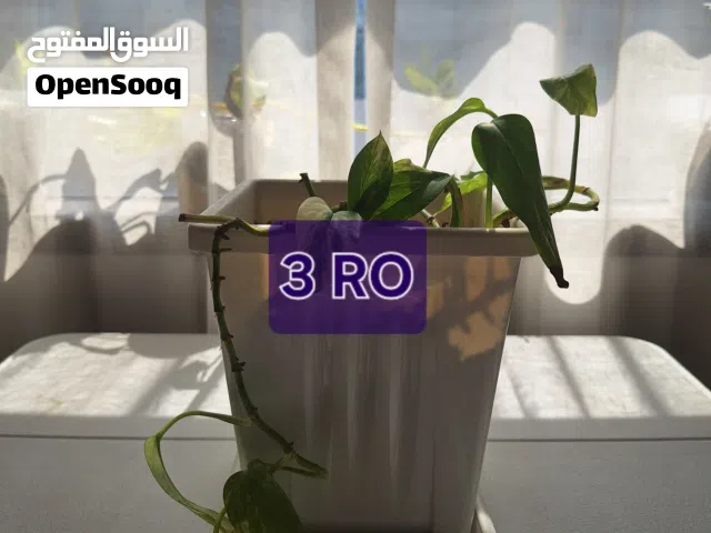 Indoor Plants