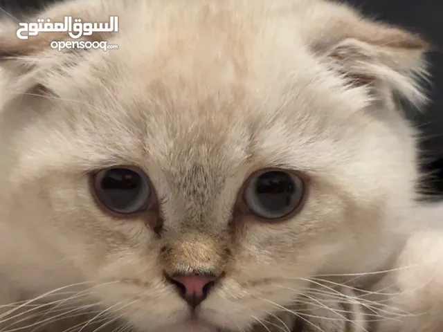 للبيع قط صغير
