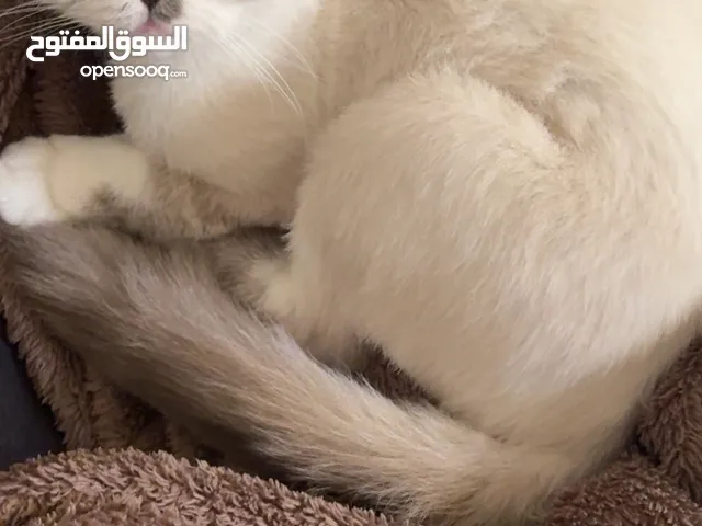 سكوتش فولد للتبني