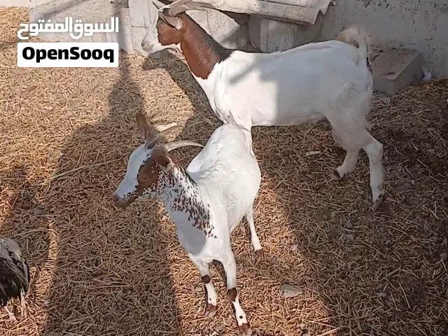 2 تيس للبيع الصغير ب 70 وكبير ب 90